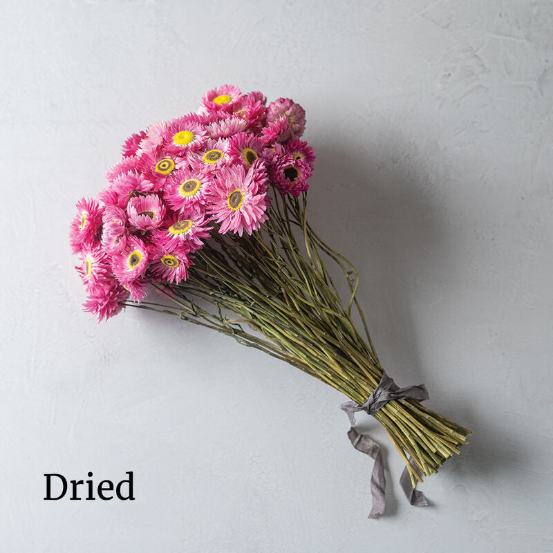 Pierrot Red - Semillas de Flor Acroclinio