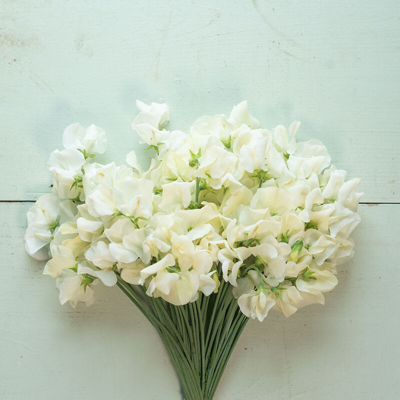 Spencer Ice Cream - Semillas de Flor Arvejilla Blanca