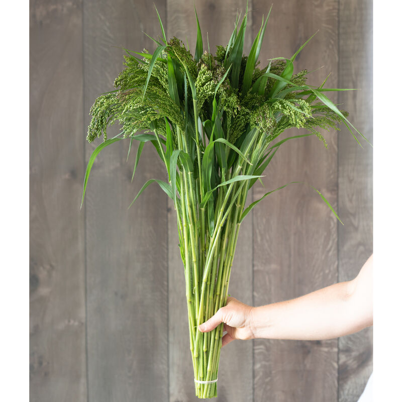 Green Drops - Semillas de Pasto Ornamental