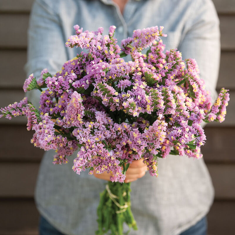 Forever Happy - Semillas de Flor Statice