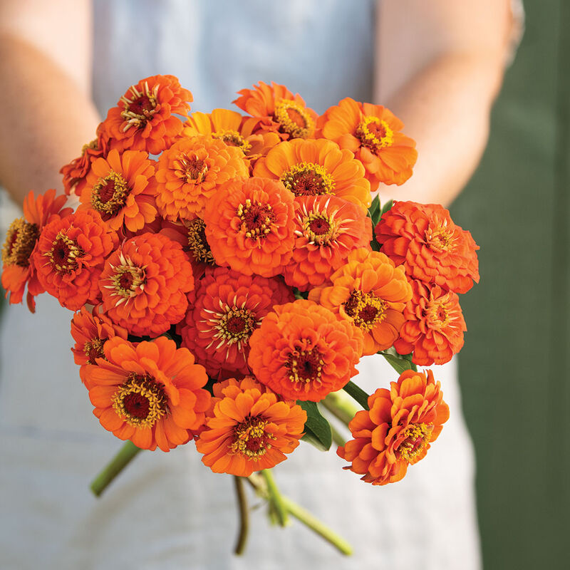 Queeny Pure Orange - Semillas de Flor Zinnia