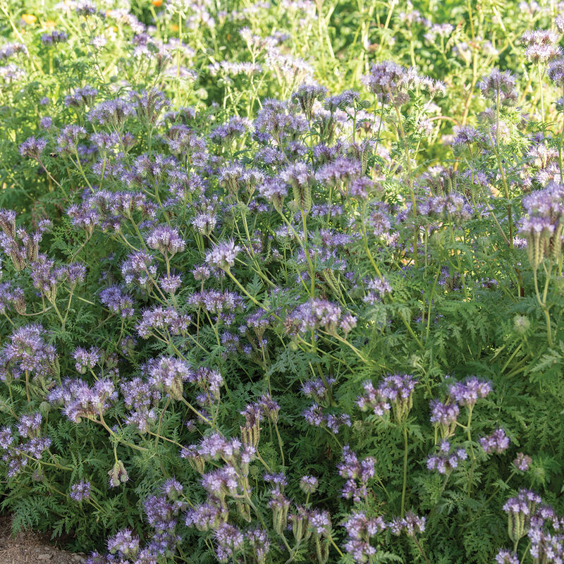 Phacelia - Semillas de Flor Phacelia