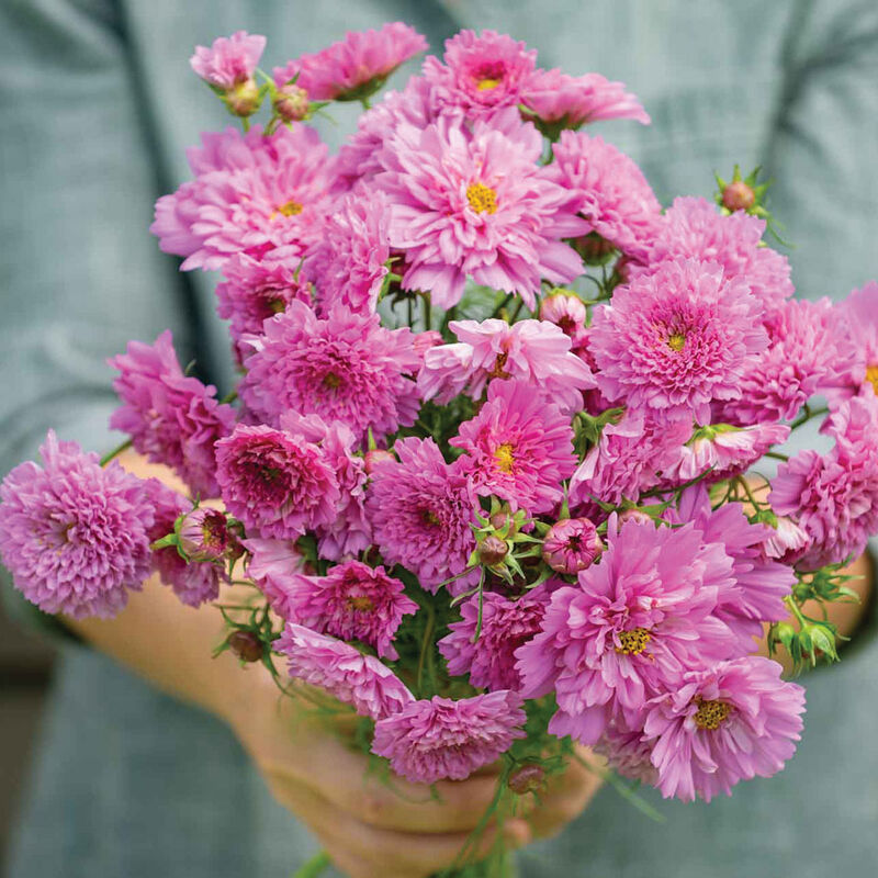 Double Click Rose Bon Bon - Semillas de Flor Cosmos