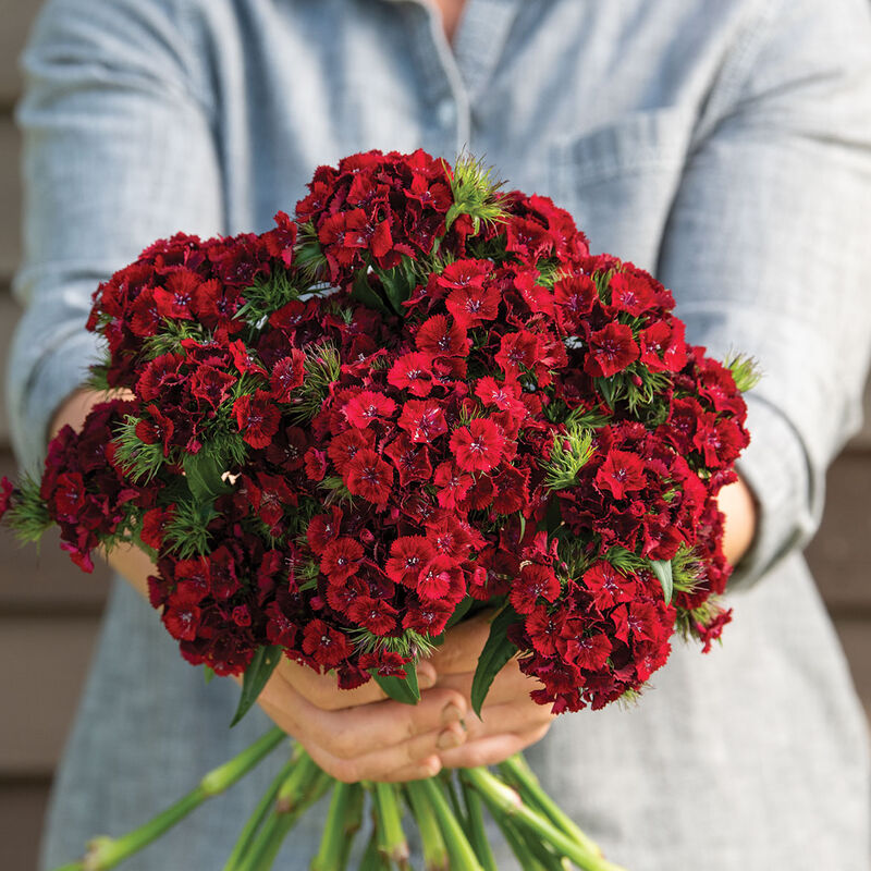 Sweet™ Red -Semilla de clavel granulada (F1)