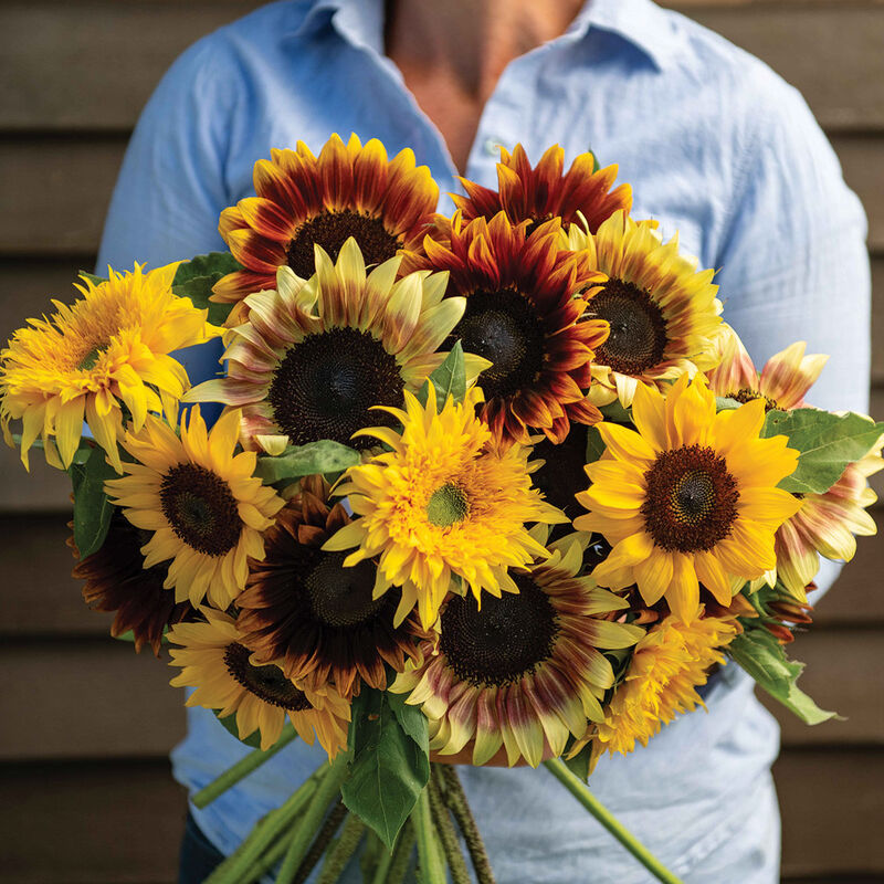 Summer Breeze Mix - Semillas de Girasol Alto