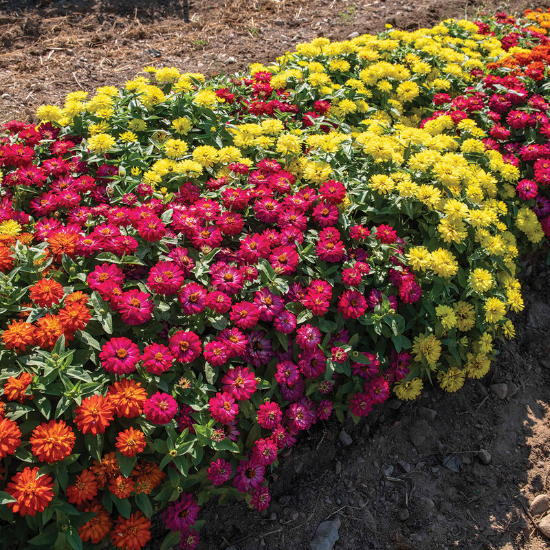 Double Zahara™ Brilliant Mixture - Semillas de Flor Zinnia