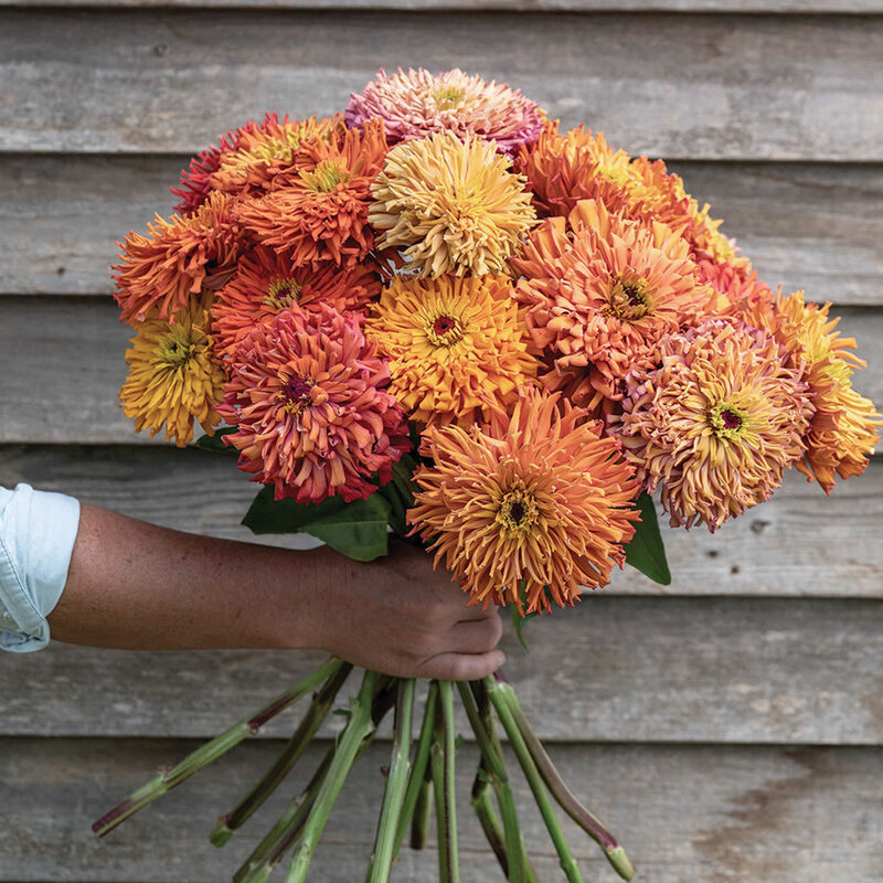 Agave Semilla de zinnia