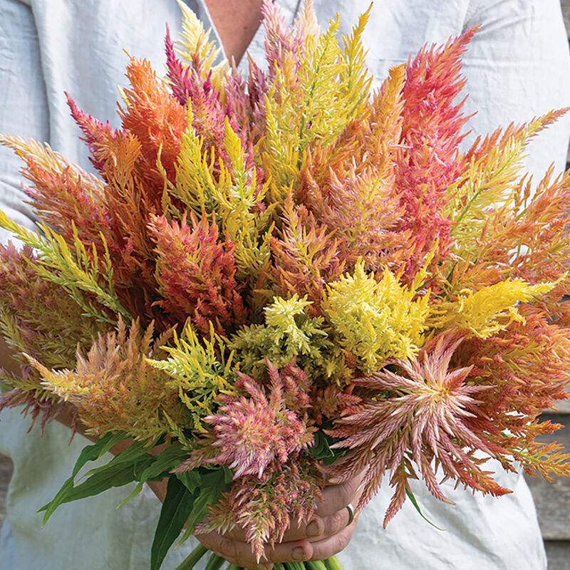 Shimmer - Semillas de Celosia Organica