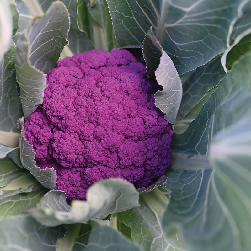 Purple Moon (F1) Semilla de coliflor