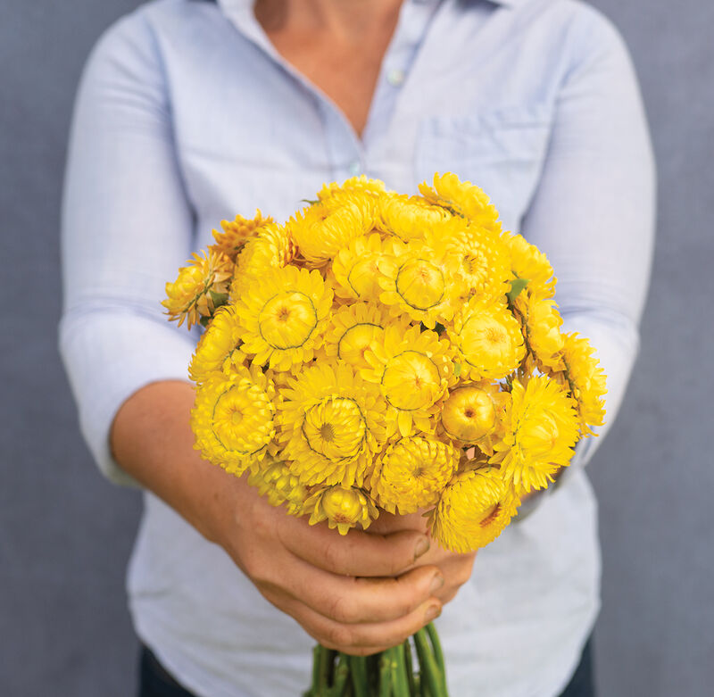 Golden Yellow - Semillas de Flor de Paja Amarilla