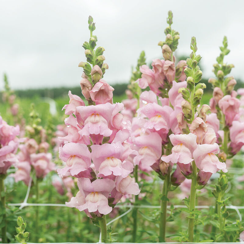 Opus™ Lavender III - Semillas F1 de Flor Boca de Dragon