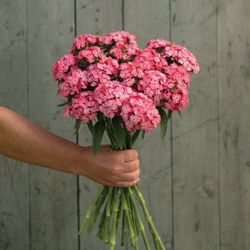 Barcelona Pink – Semillas de Dianthus