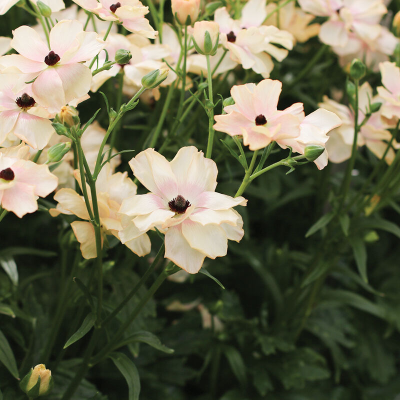 Butterfly™ Hestia®- Cormo de ranúnculo