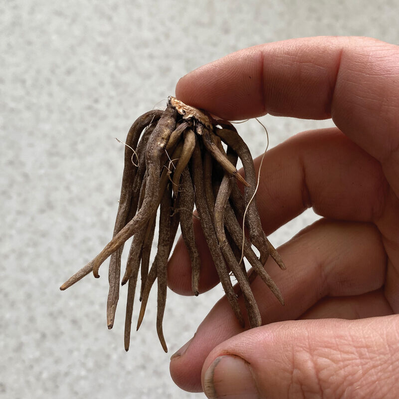 Butterfly™ Hestia®- Cormo de ranúnculo