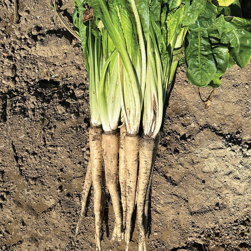 Bingo Semilla de endibia