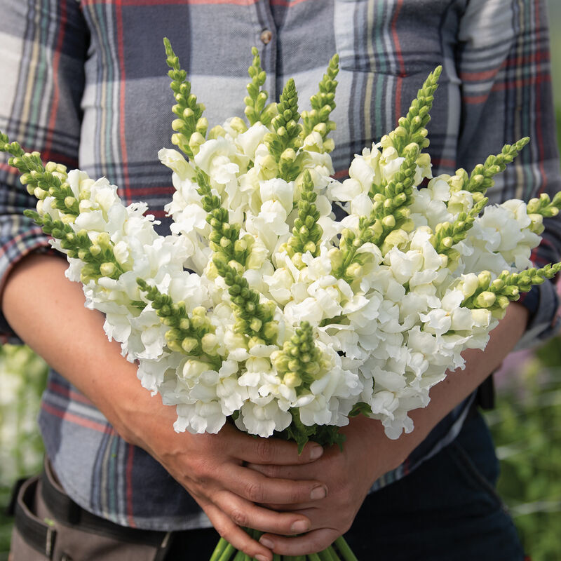 Legend™ White - Semillas F1 de Flor Boca de Dragon