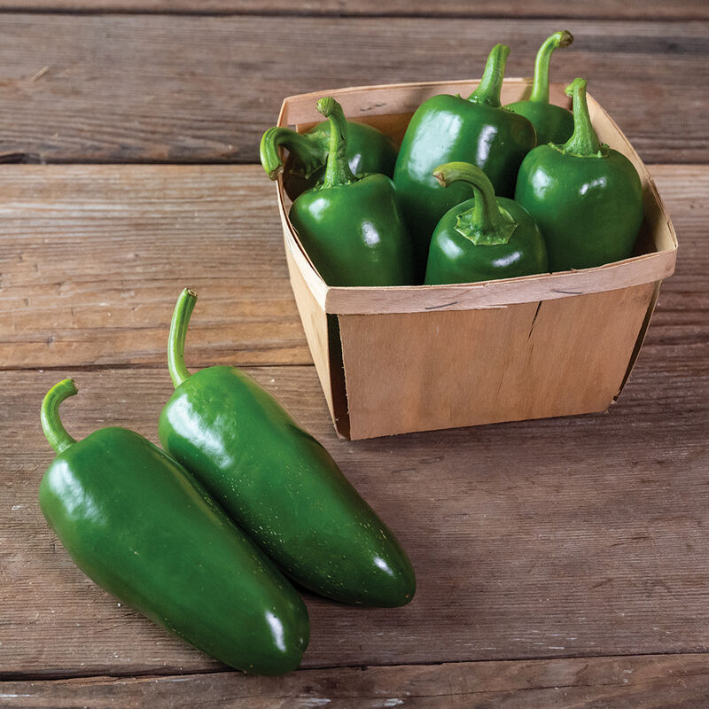 
Pantera - Semilla de chile jalapeño