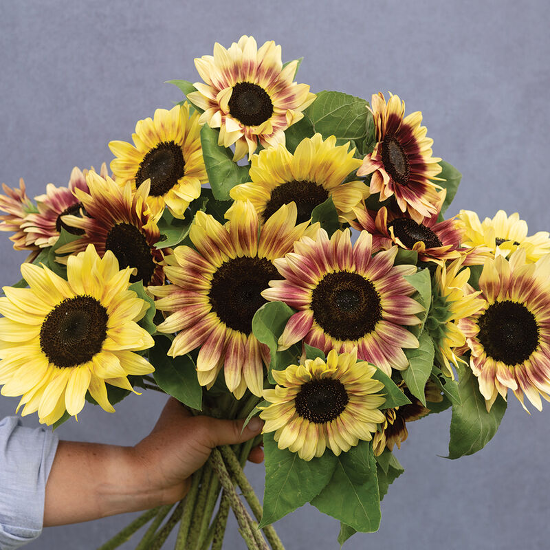 Summer Lovin - Semillas F1 de Girasol