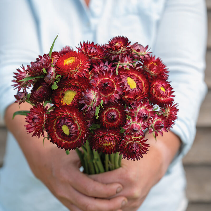 King Size Red - Semillas de Flor de Paja
