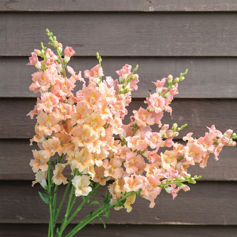 Chantilly Light Salmon - Semillas F1 de Flor Boca de Dragon