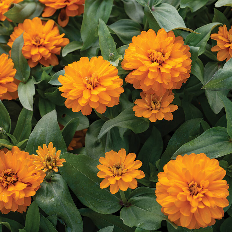 Double Zahara™ Bright Orange - Semillas de Flor Zinnia