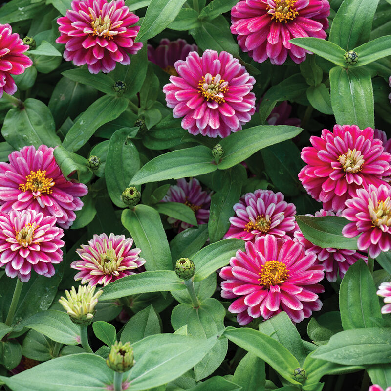 Double Zahara™ Raspberry Ripple - Semillas de Flor Zinnia