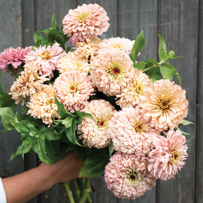 Ballerina - Semillas de Flor Zinnia