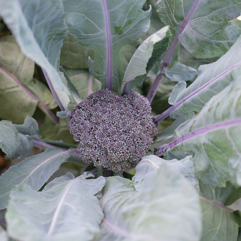 Purple Magic - (F1) Semilla de brócoli
