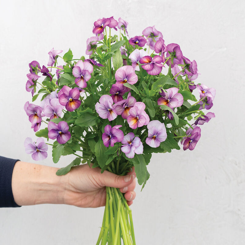 Floral Power Plum Antique- Semillas F1 de Flor Viola