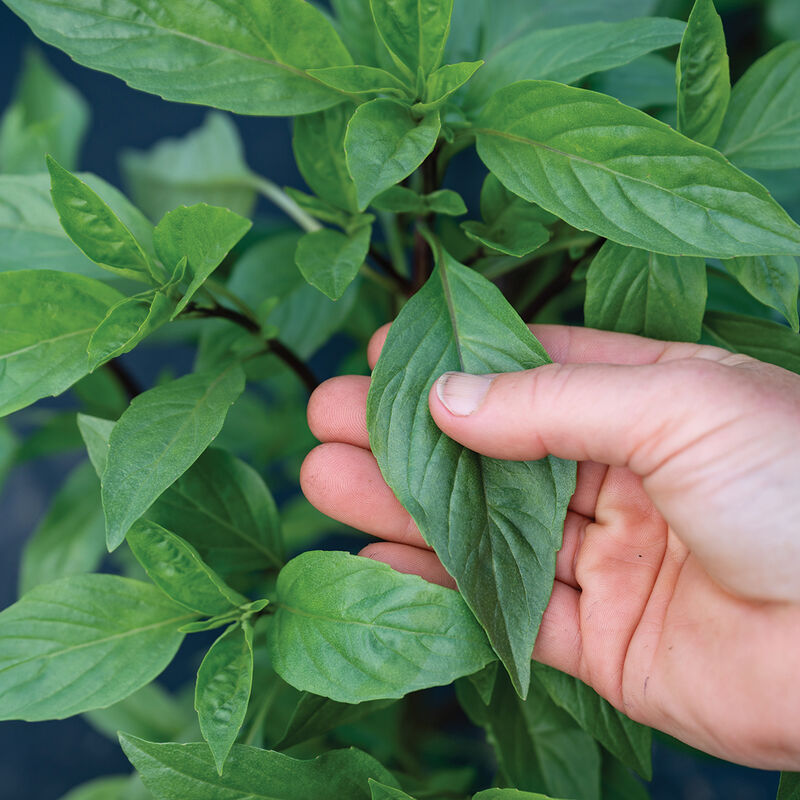 Active DMR-Semilla de albahaca orgánica