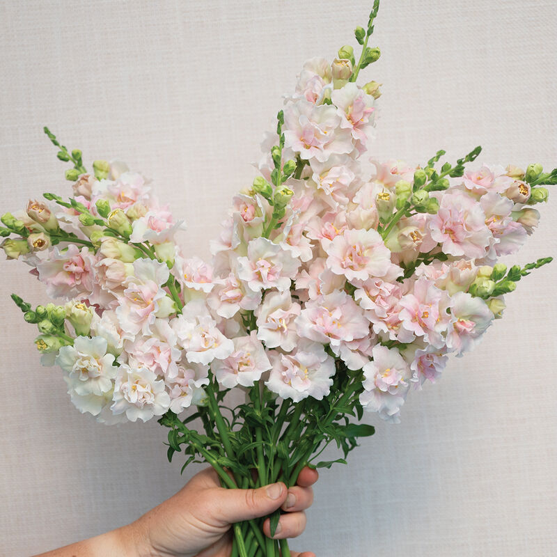 Double Frappe Light Pink 2 -F1 Semilla de Snapdragon