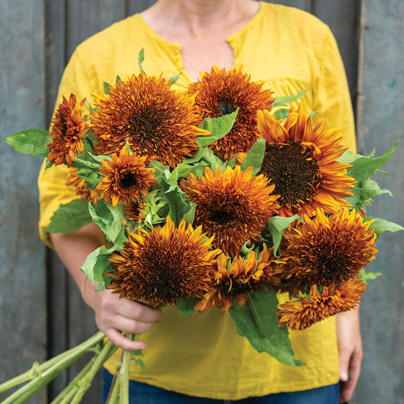 Darjeeling - Semilla de girasol