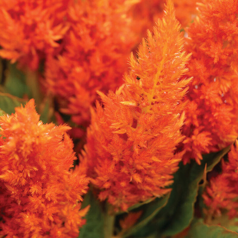 Sunday Bright Orange - Semilla de celosía