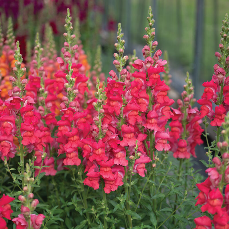 Maryland Flamingo I–II - (F1) Semilla de Snapdragon