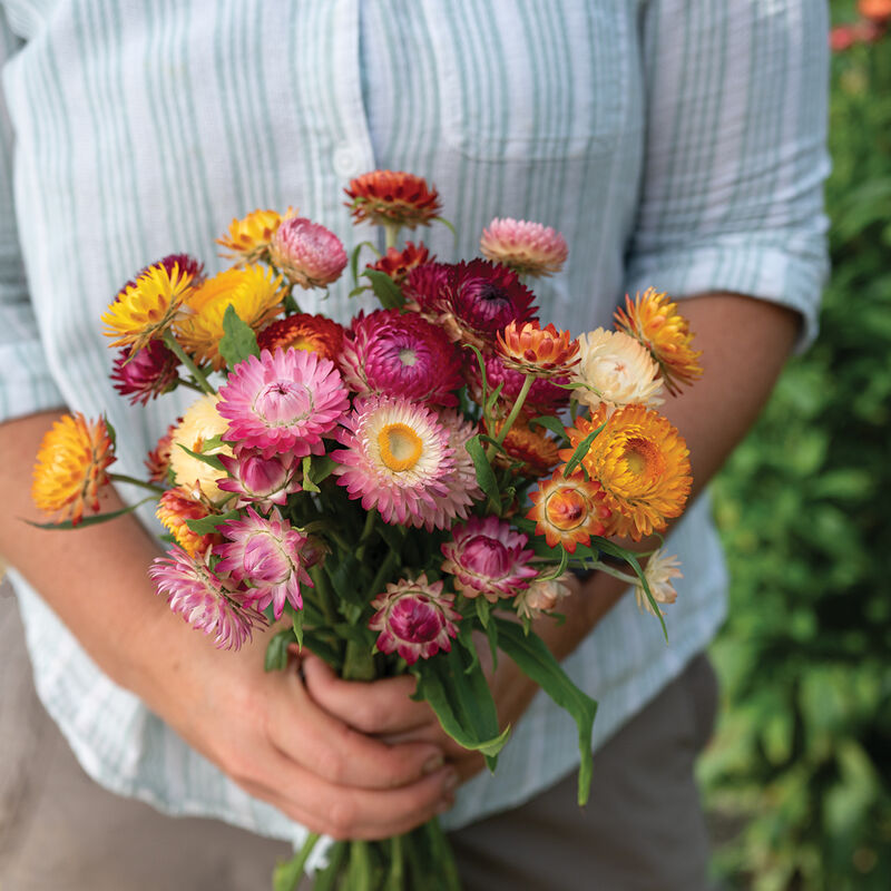 Choice Mix - Semilla de flor de fresa