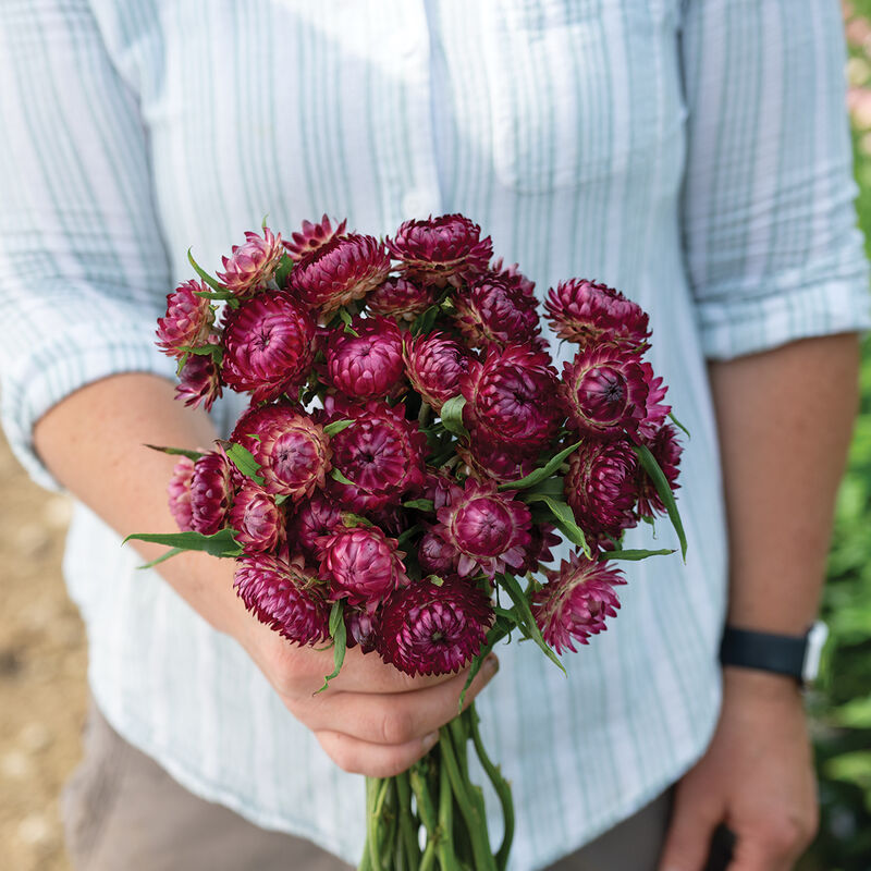 Cranberry Rose - Semilla de flor de fresa