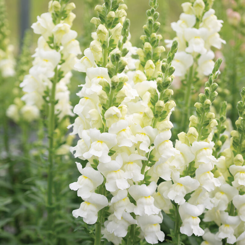 Avignon Ivory II - (F1) Semilla de Snapdragon