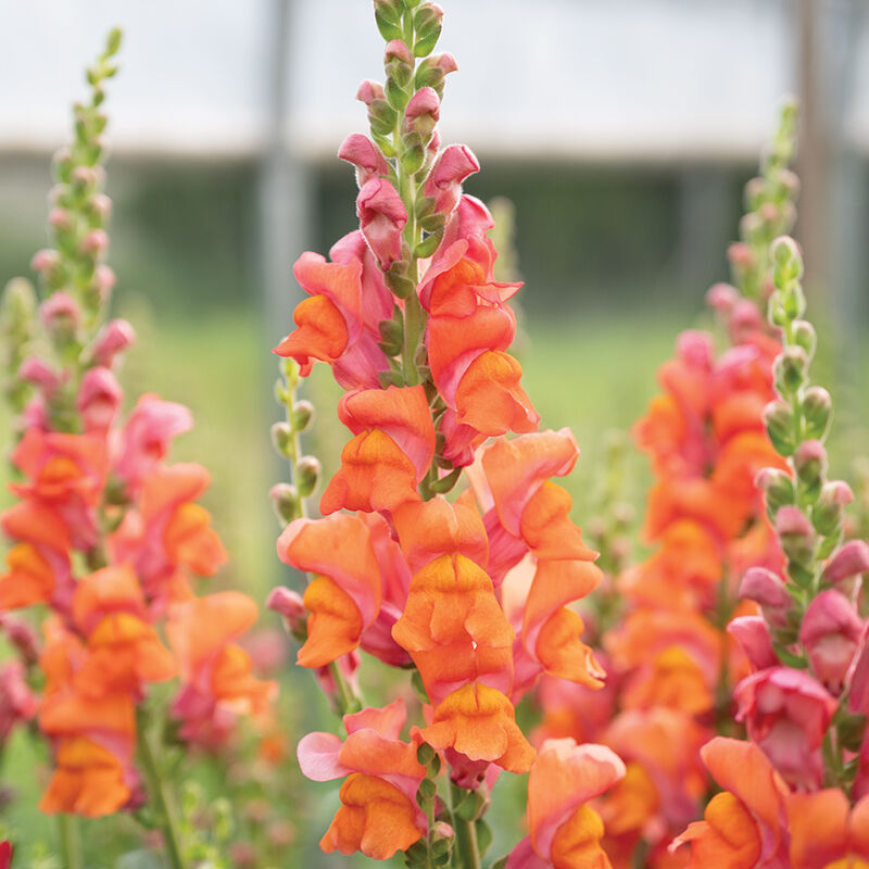 Avignon Deep Orange II- (F1) Semilla de Snapdragon