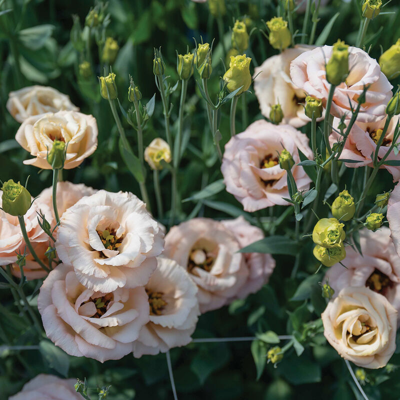 LisAdora® Apricot III- Semilla de Lisianthus peletizada (F1)