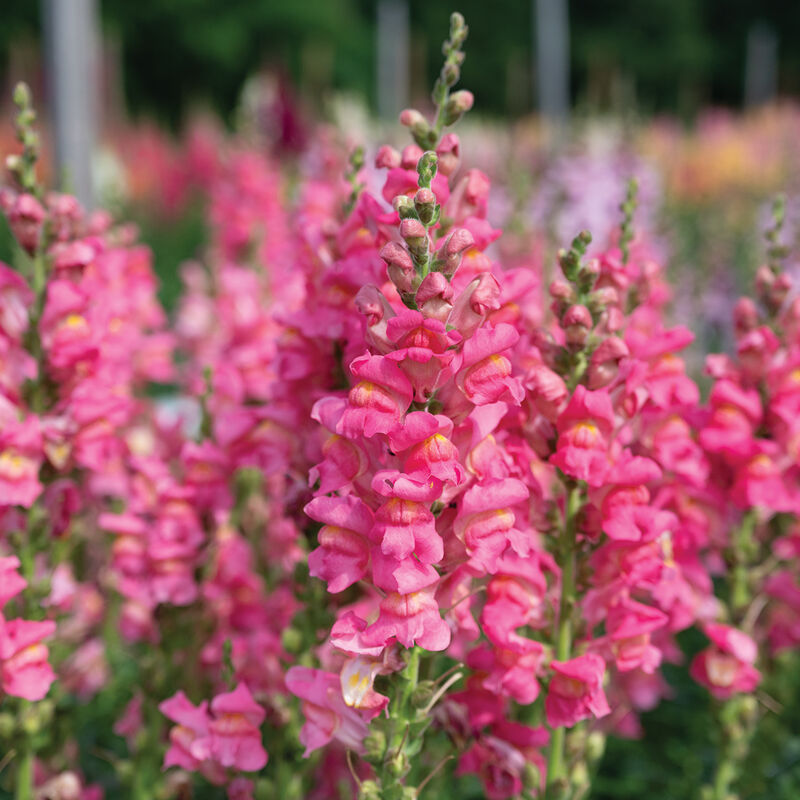 Cannes Rose II–III - (F1) Semilla de Snapdragon