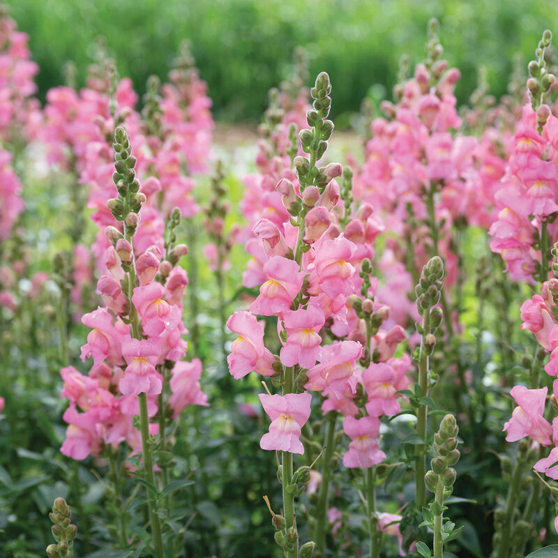 Cannes Pink II–III - (F1) Semilla de Snapdragon