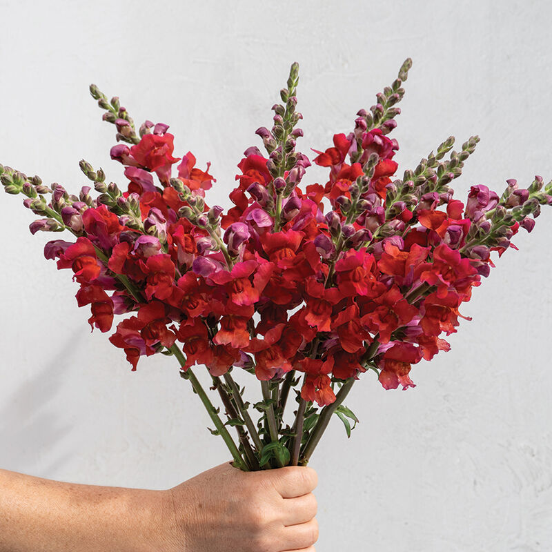 Orleans Red III–IV- (F1) Semilla de Snapdragon
