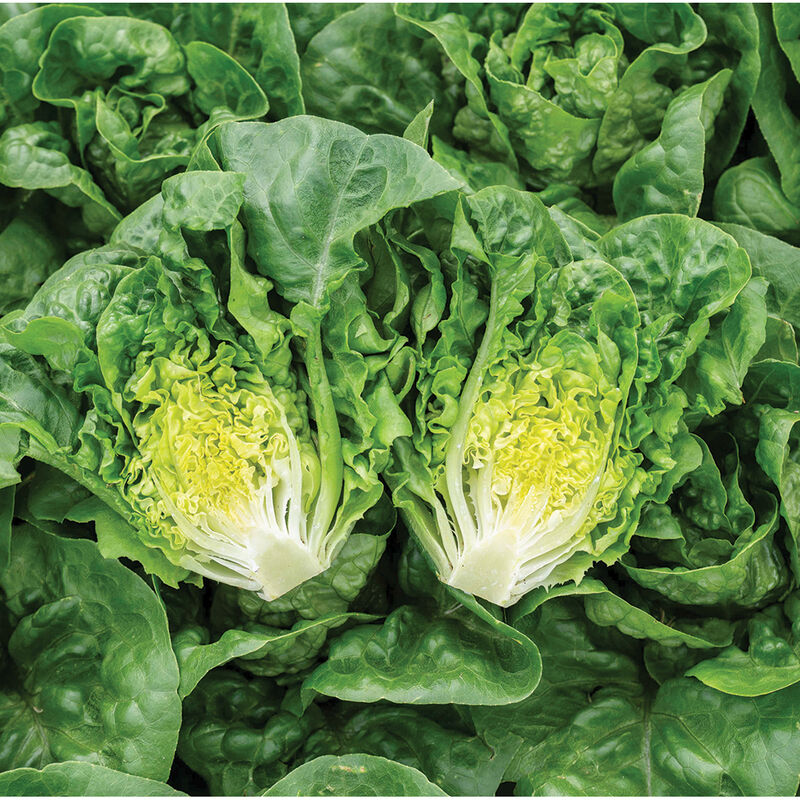 Gatsbi - Semilla de lechuga