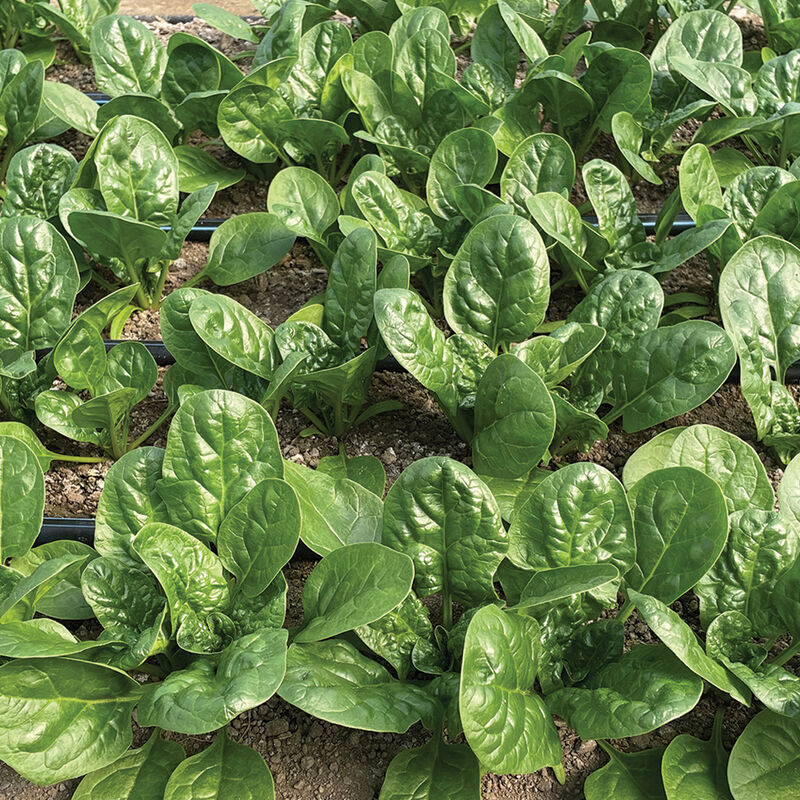 Onza - Semilla de sandía