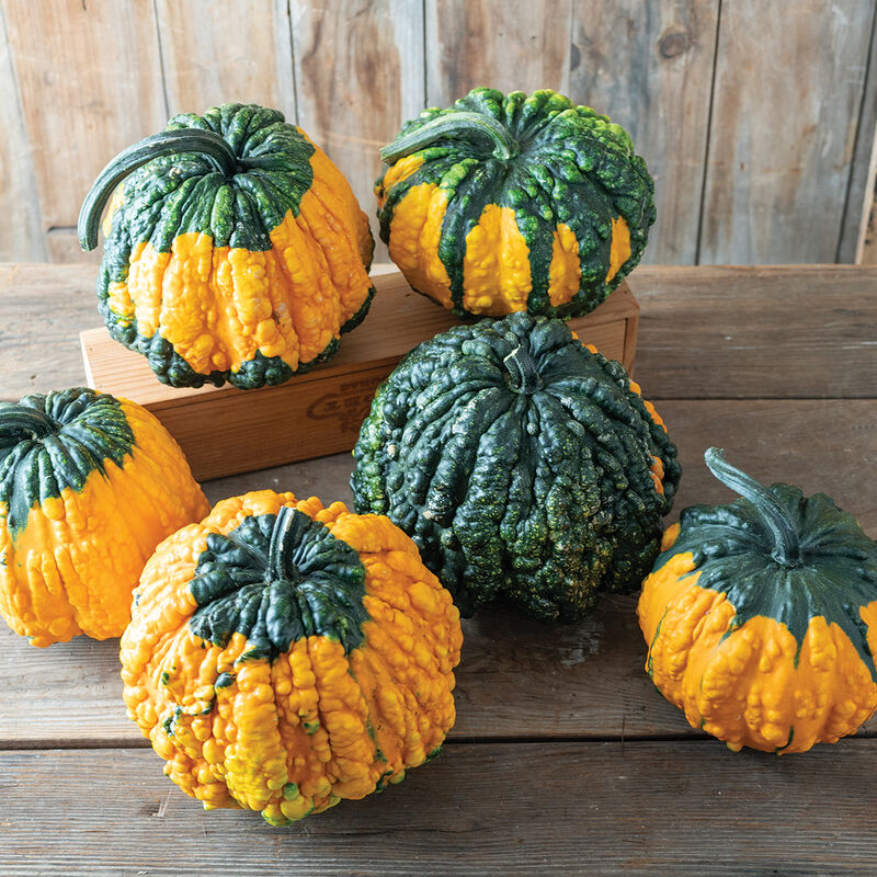 Hoargarth -Semilla de calabaza