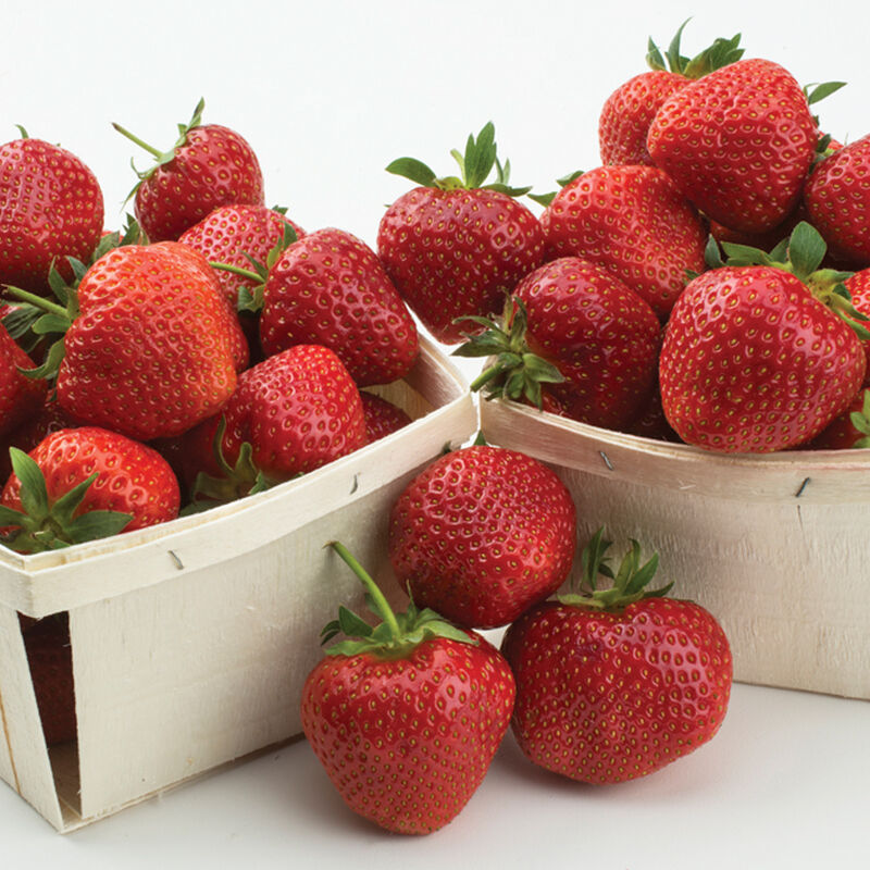 Yambu – Spring-Planted -Plantas de fresa