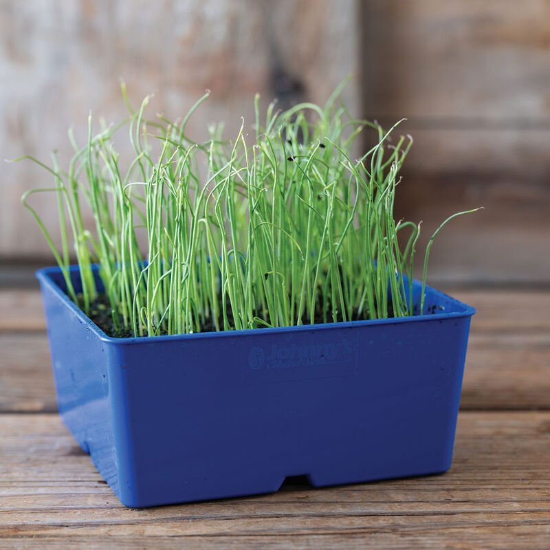 Leek- Semillas de microvegetales orgánicos