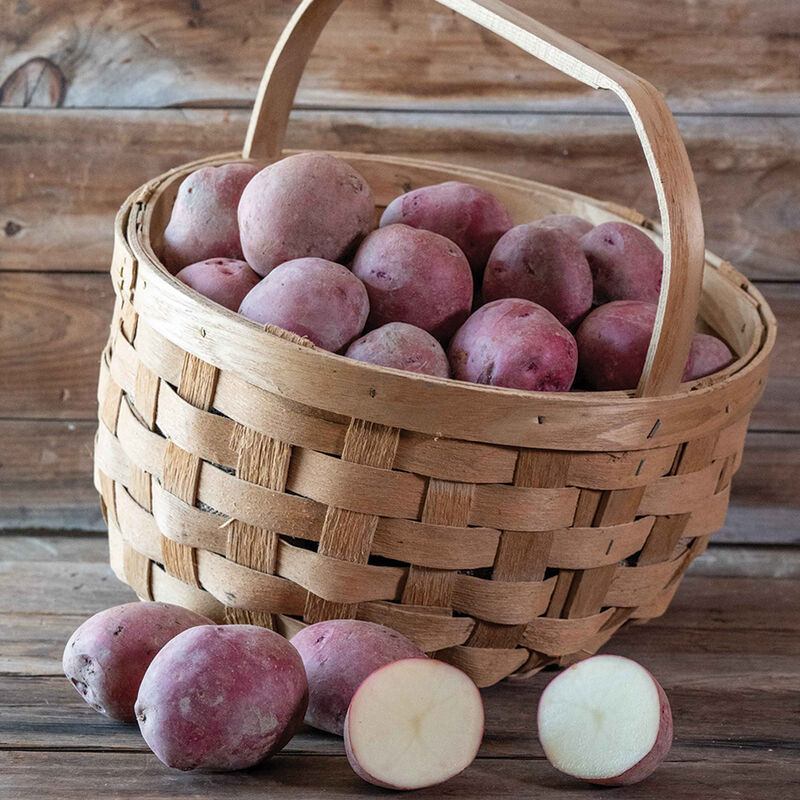 Red Port- Patatas de siembra  