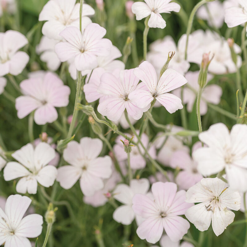 Blossom Pearl - Semilla de Agrostemma