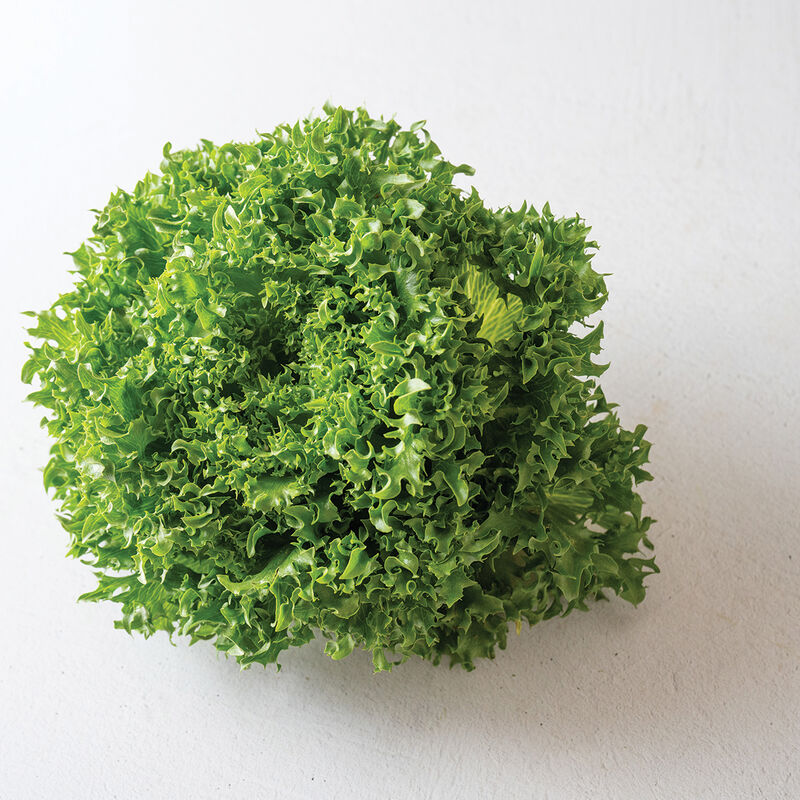 Danstar - Semillas de Lechuga Peletizadas